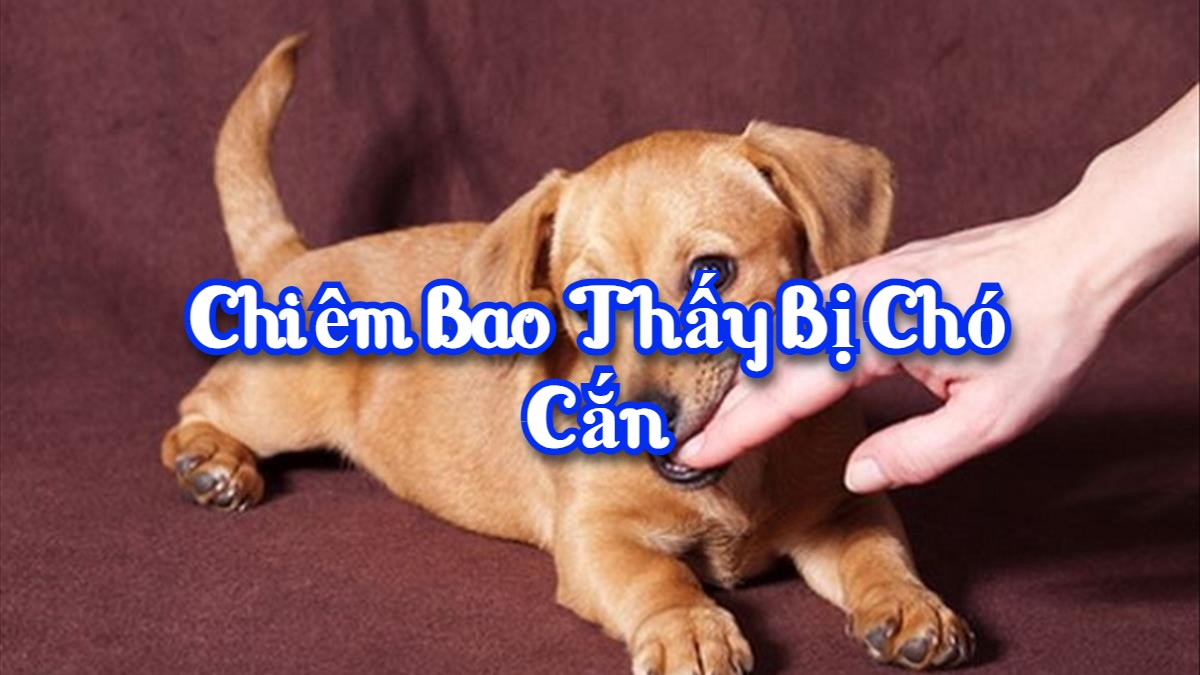 Chiêm bao thấy bị chó cắn