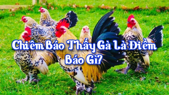 Chiêm báo thấy gà là điềm báo gì?