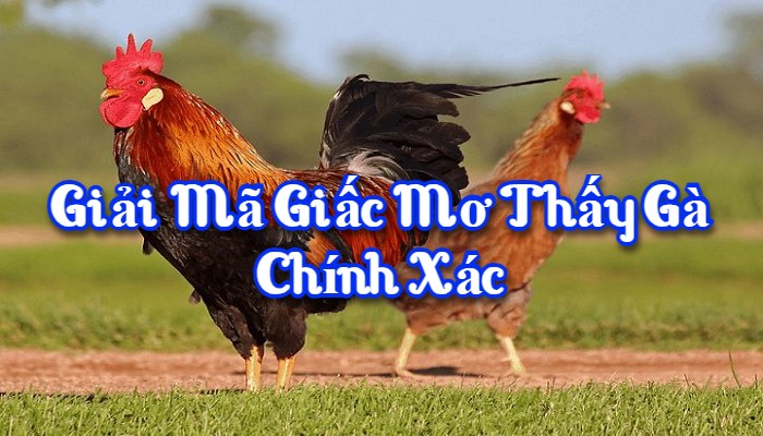 Giải mã giấc mơ thấy gà chính xác