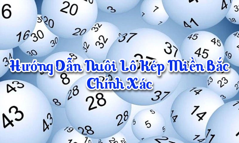 Hướng dẫn nuôi lô kép miền bắc chính xác