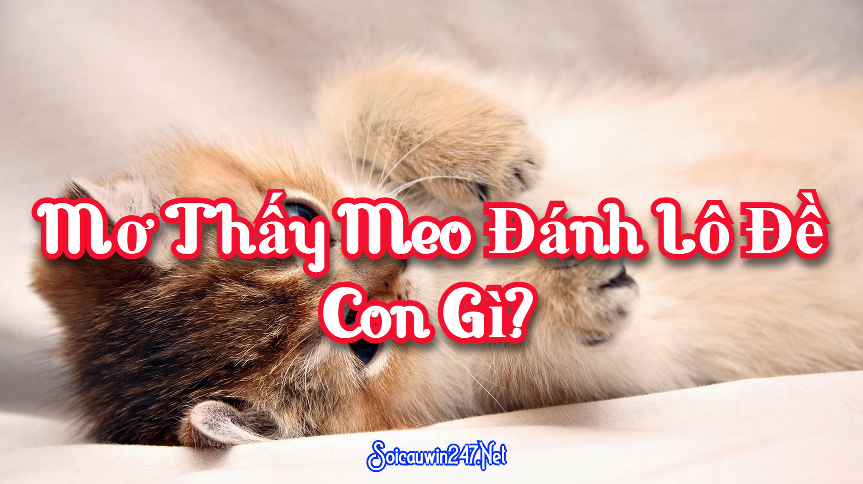 Mơ Thấy Meo Đánh Lô Đề Con Gì?