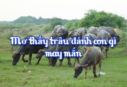 Mơ thấy trâu đánh con gì may mắn 