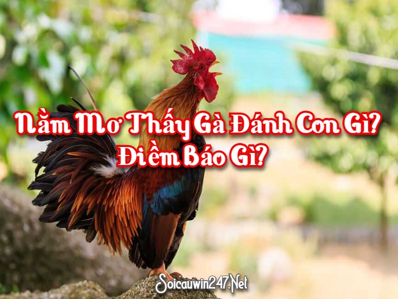 Nằm Mơ Thấy Gà Đánh Con Gì? Điềm Báo Gì? 