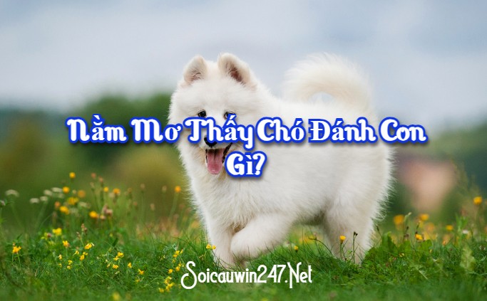 Nằm mơ thấy chó đánh con gì?