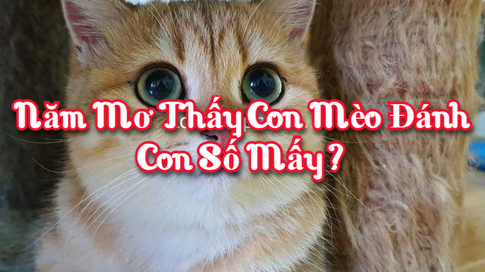 Năm mơ thấy con mèo đánh con số mấy?