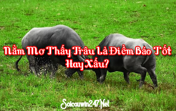 Nằm mơ thấy trâu là điềm báo tốt hay xấu?