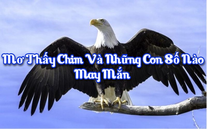 Mơ thấy chim và những con số nào may mắn 