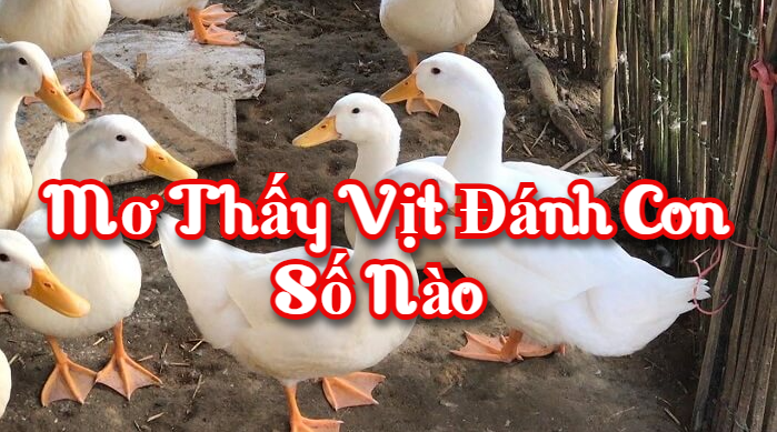 Mơ thấy vịt đánh con số nào 