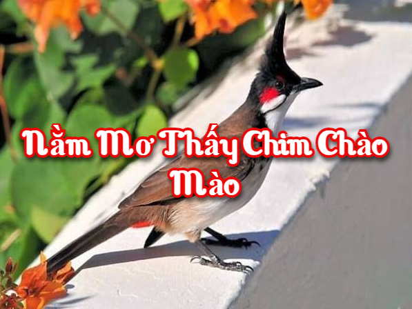 Nằm mơ thấy chim chào mào